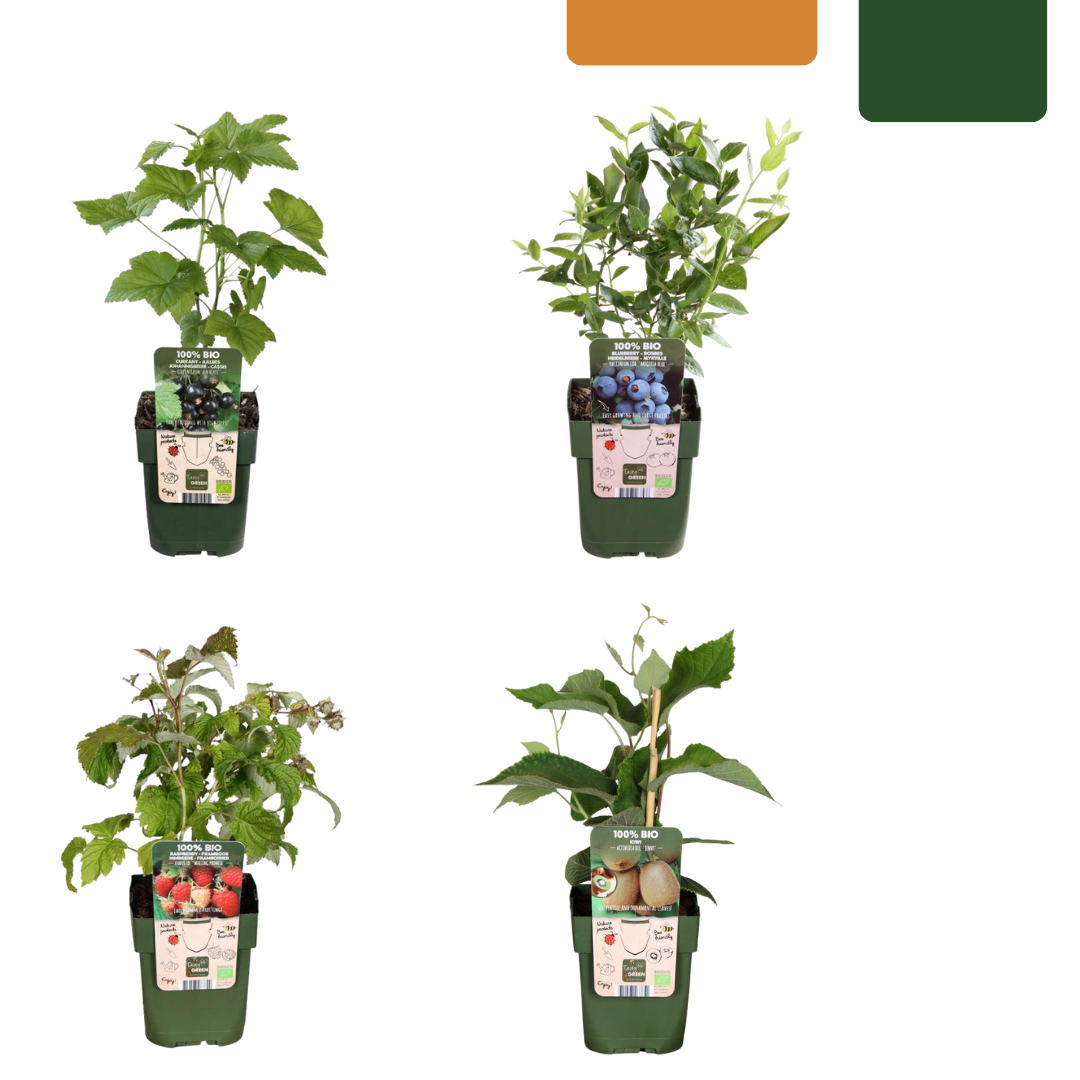 Fruitplantenset "Zomervruchten" biologisch – 4 planten, 20 cm hoog