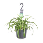 Chlorophytum comosum Bonnie (spider plant) – Ø17 cm, 35 cm high