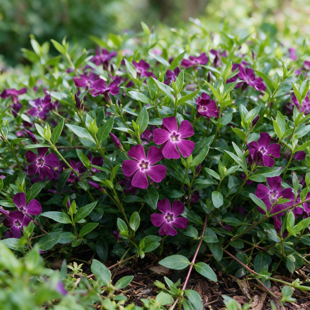 Vinca minor 'Atropurpurea' (pervenche) – violet – 24 plantes, Ø11 cm, 15–25 cm de haut – photo 5