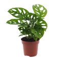 Hulplante (Monstera) – Ø12 cm, 30 cm høj