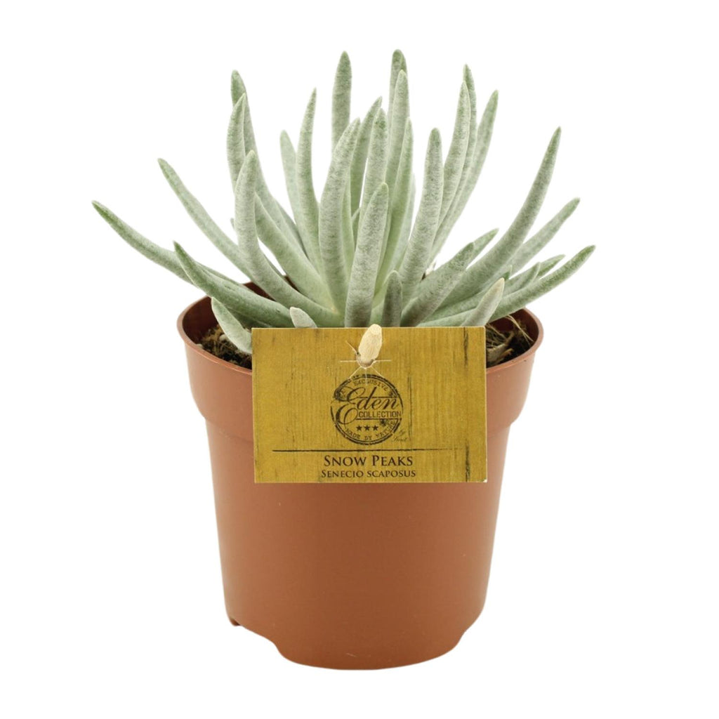 Senecio Scaposus (ærteplante) – Ø10 cm, 15 cm høj