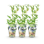 Vaccinium corymbossum 'Northland' (blauwe bes) – 3 planten, Ø9 cm, 35 cm hoog