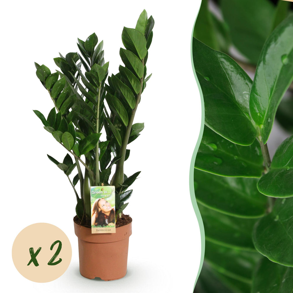 2× Zamioculcas (ZZ-plante) – Ø17 cm, 65–75 cm høj