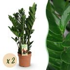2× Zamioculcas (ZZ-plante) – Ø17 cm, 65–75 cm høj