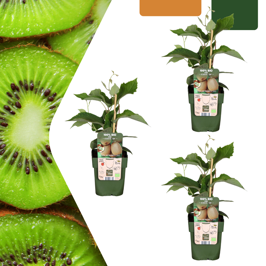 Kiwi-Pflanze (Actinidia) bio – 3 Pflanzen, Ø 13 cm, 20 cm hoch