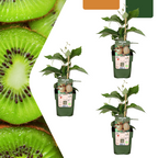 Kiwi-Pflanze (Actinidia) bio – 3 Pflanzen, Ø 13 cm, 20 cm hoch