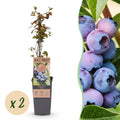 Vaccinium corymbosum 'Jersey' (blueberry) – 2 plants, Ø15 cm, 50 cm high