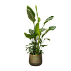 Strelitzia nicolai Deluxe XXL (White Bird of Paradise) – Ø40 cm, 250 cm high