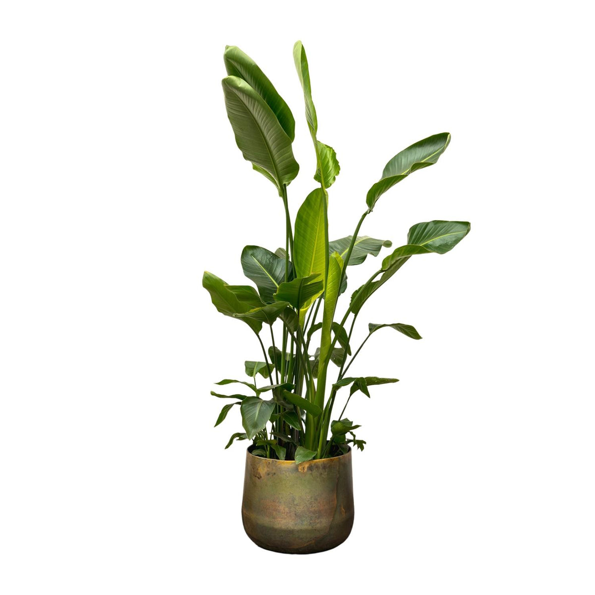 Strelitzia nicolai Deluxe XXL (White Bird of Paradise) – Ø40 cm, 250 cm high