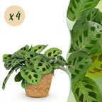 4× Maranta Fascinator Kerchoveana (bedejaguar) med kurv – Ø12 cm, 25 cm høj
