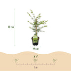 Acer palmatum 'Emerald Lace' (Japanse esdoorn) – Ø19 cm, 70 cm hoog