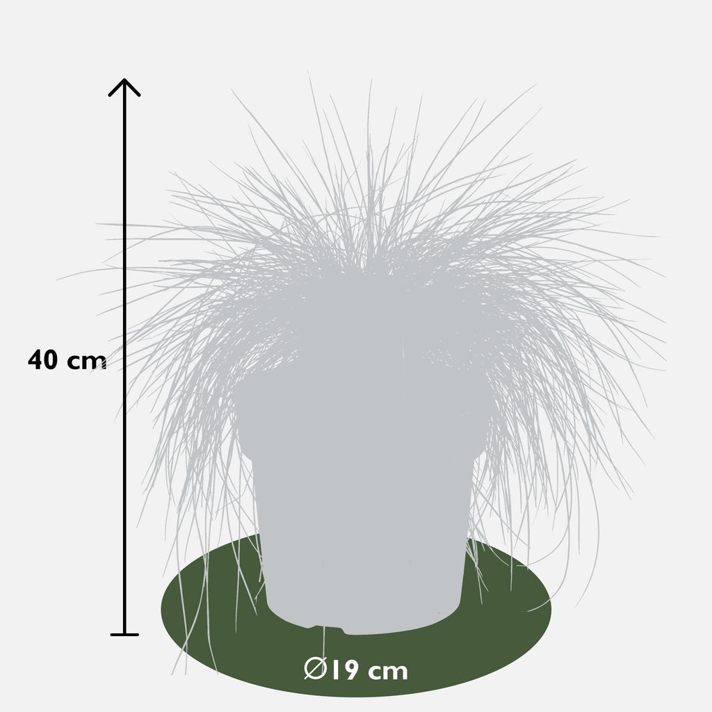 Festuca glauca 'Azura Blue' (blue fescue) – Ø19 cm, 40 cm high – photo 2
