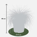 Festuca glauca 'Azura Blue' (blue fescue) – Ø19 cm, 40 cm high