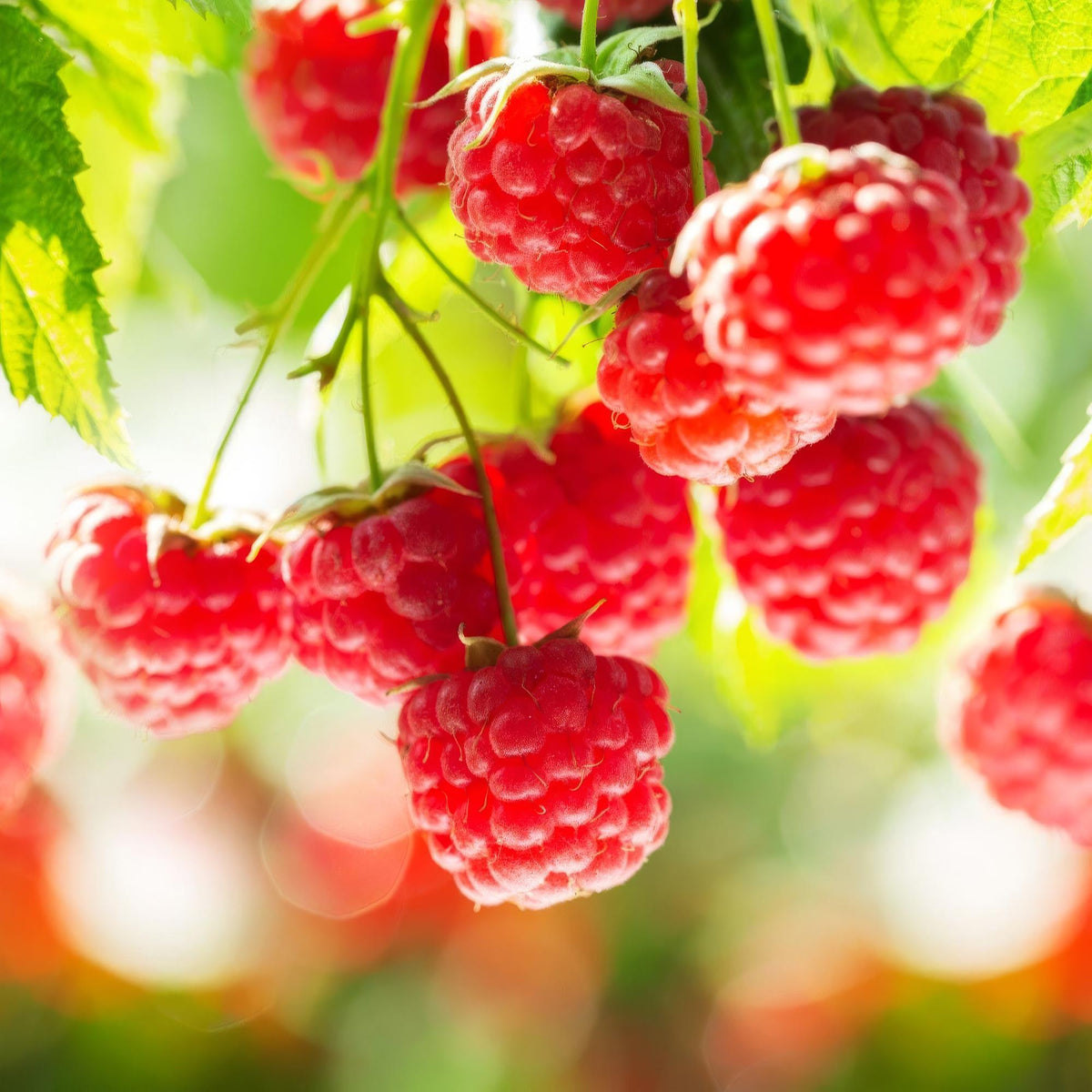Rubus idaeus 'Ottawa' (frambozenplant) – 2 planten, Ø15 cm, 50 cm hoog – foto 5