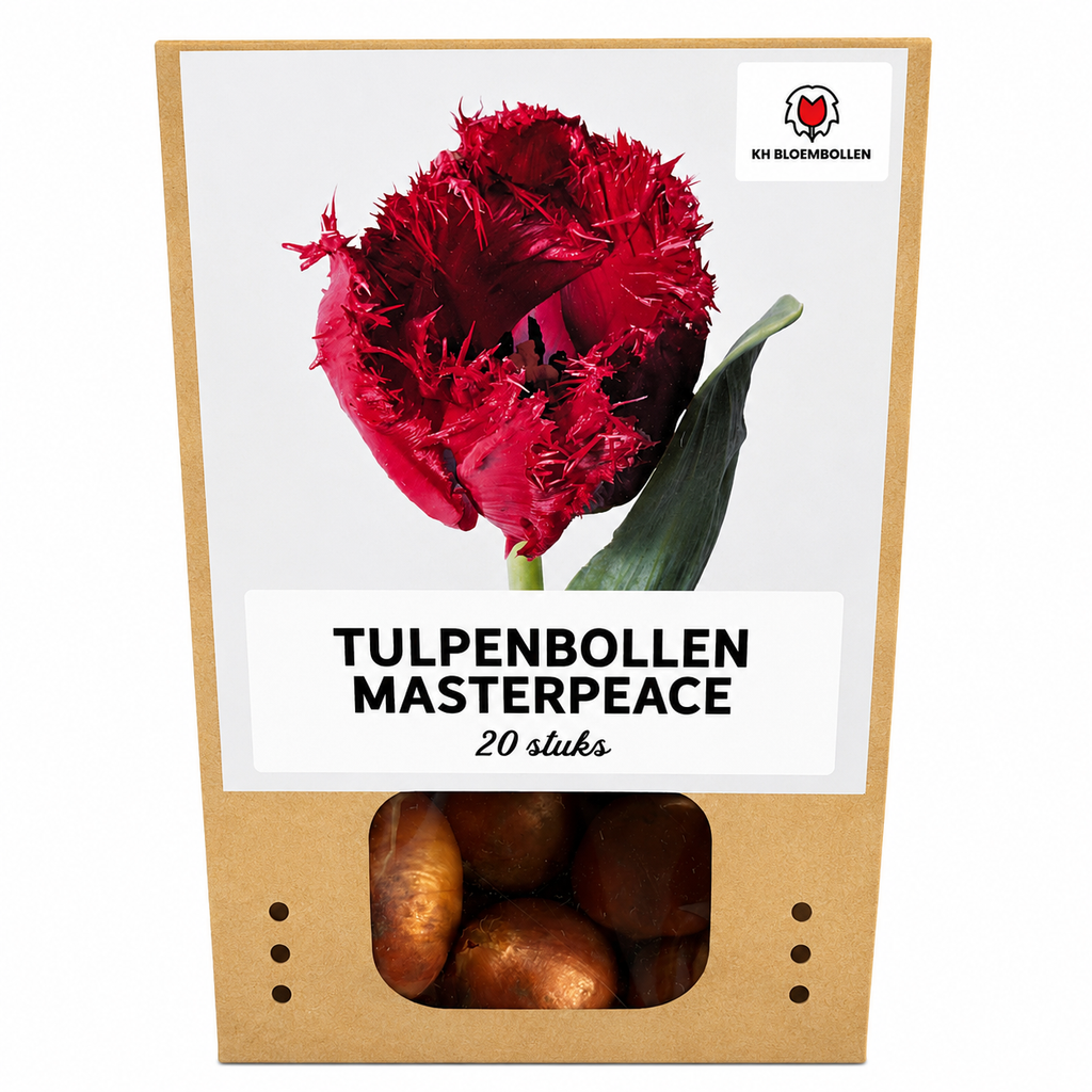 Tulpe 'Masterpeace' – 20 Blumenzwiebeln (Zwiebelgröße 11/12)