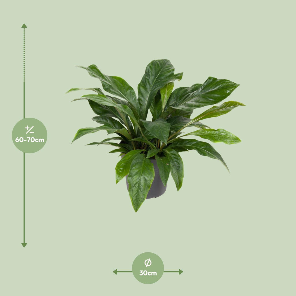 Anthurium Jungle Bush (flamingoplante) – Ø30 cm, 70 cm høj