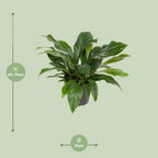 Anthurium Jungle Bush (flamingoplante) – Ø30 cm, 70 cm høj