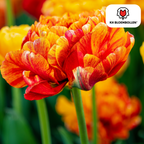 Tulipe 'Gudoshnik Double' – 20 bulbes (calibre 11/12)