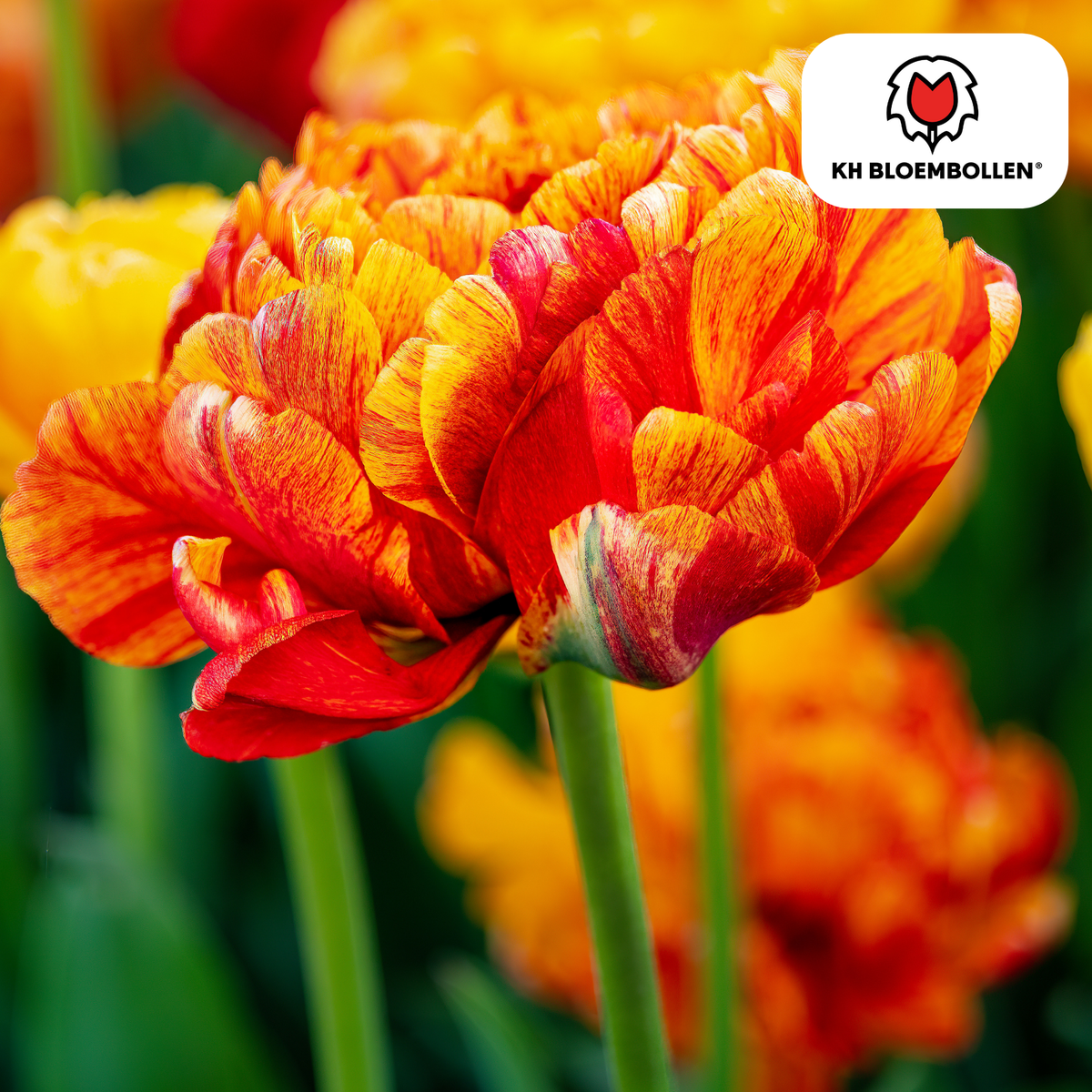 Tulipe 'Gudoshnik Double' – 20 bulbes (calibre 11/12)