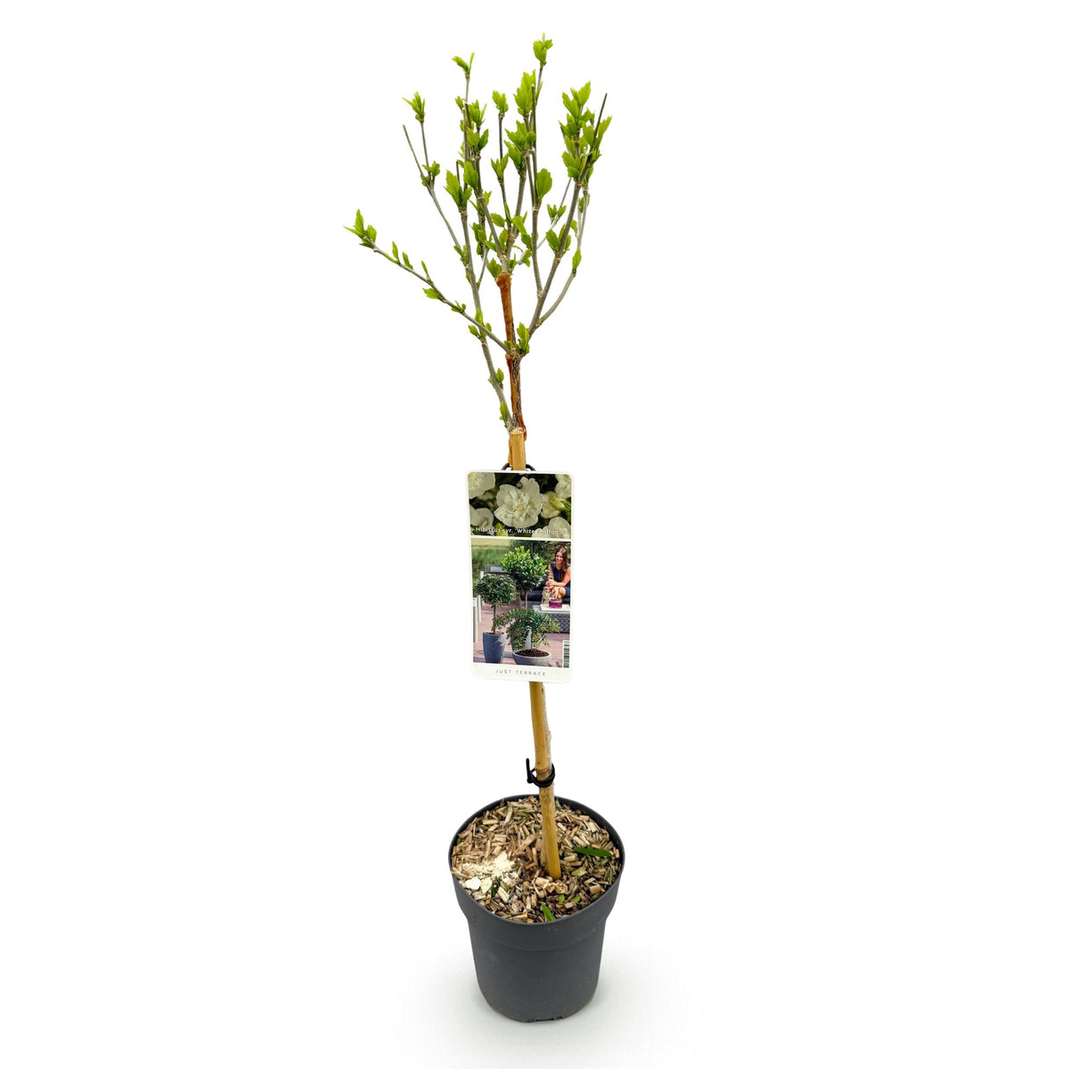 Hibiscus syriacus 'White Chiffon' (tuinhibiscus) op stam – Ø19 cm, 90 cm hoog – bild 2