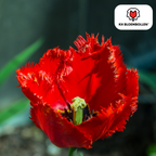Tulpe 'Masterpeace' – 20 Blumenzwiebeln (Zwiebelgröße 11/12)