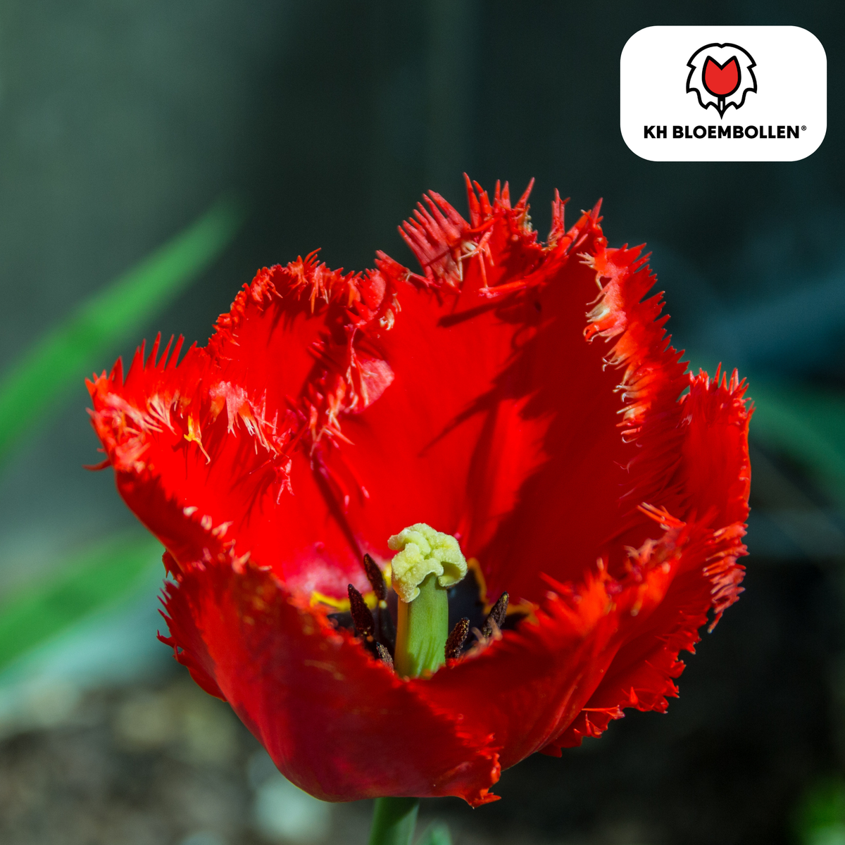 Tulipe 'Masterpeace' – 20 bulbes (calibre 11/12)