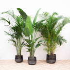 Kentia 200 cm, Strelitzia Nicolai 225 cm, Areca (Dypsis) – Ø40 cm, 200 cm high