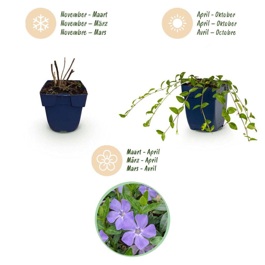 Vinca minor (pétrie) – bleu – 12 plants, Ø11 cm, 15–25 cm de haut – photo 4