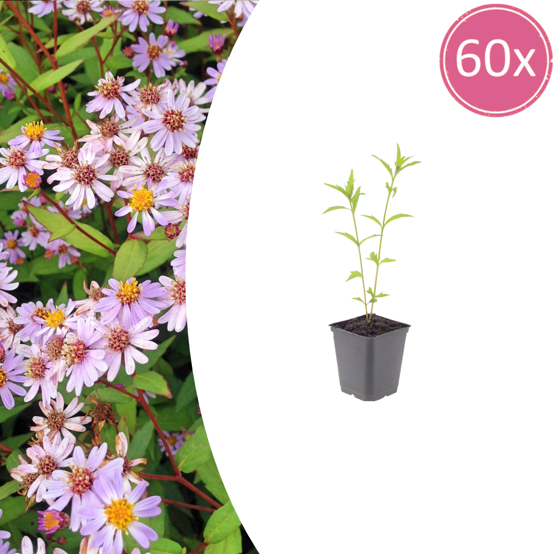 Kalimeris incisa 'Blue Star' (Japanse aster) – 60 planten, Ø9 cm, 10–25 cm hoog