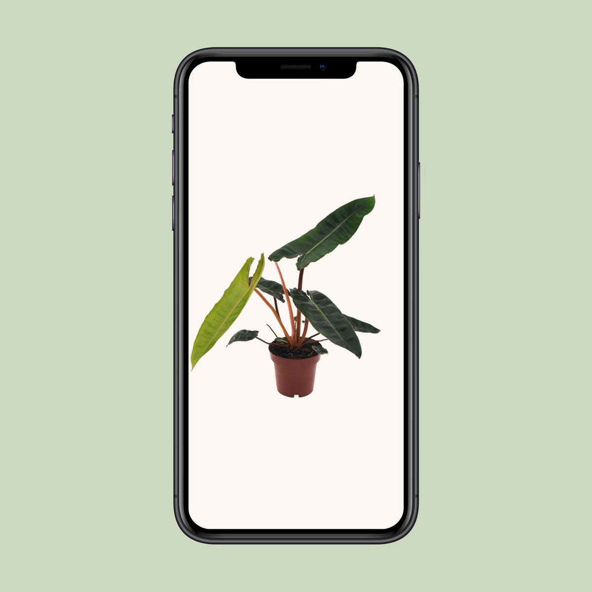 Philodendron Billietiae – Ø12 cm, 25 cm hoog
