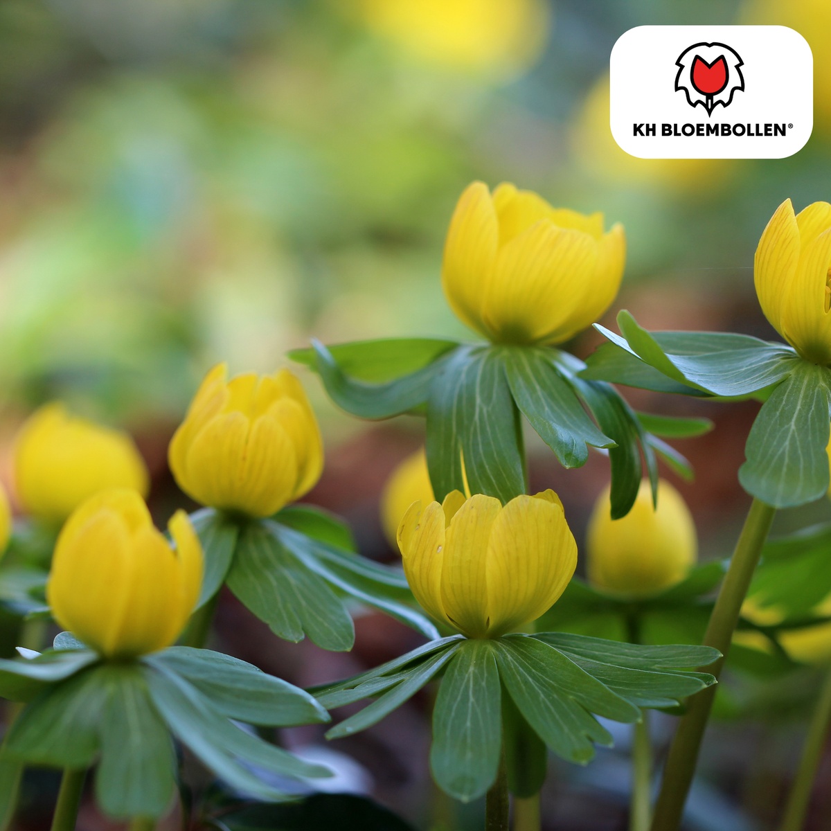 Winterakonit – 30 Blumenzwiebeln