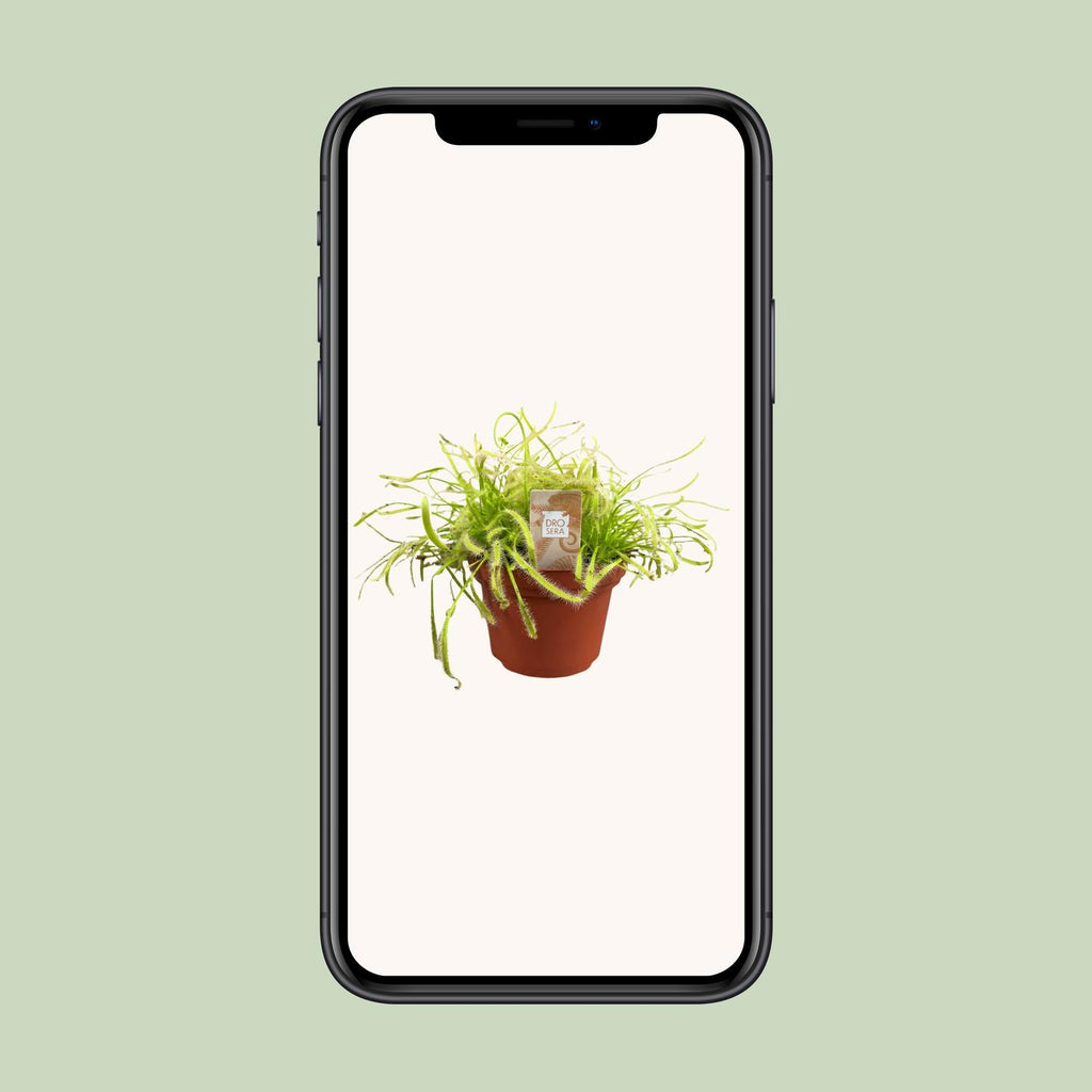 Drosera Capensis (Sonnenalge) – Ø12 cm, 17 cm hoch
