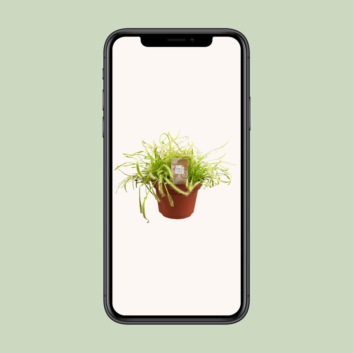 Drosera Capensis (zonnedauw) – Ø12 cm, 17 cm hoog