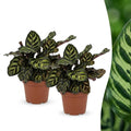 2× Calathea makoyana – Ø12 cm, 25 cm hoch