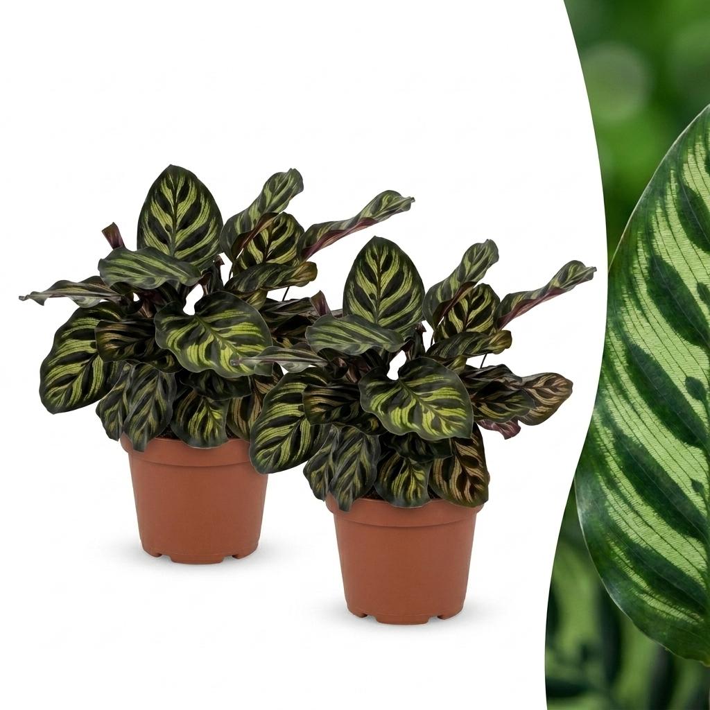 2× Calathea makoyana – Ø12 cm, 25 cm hoog