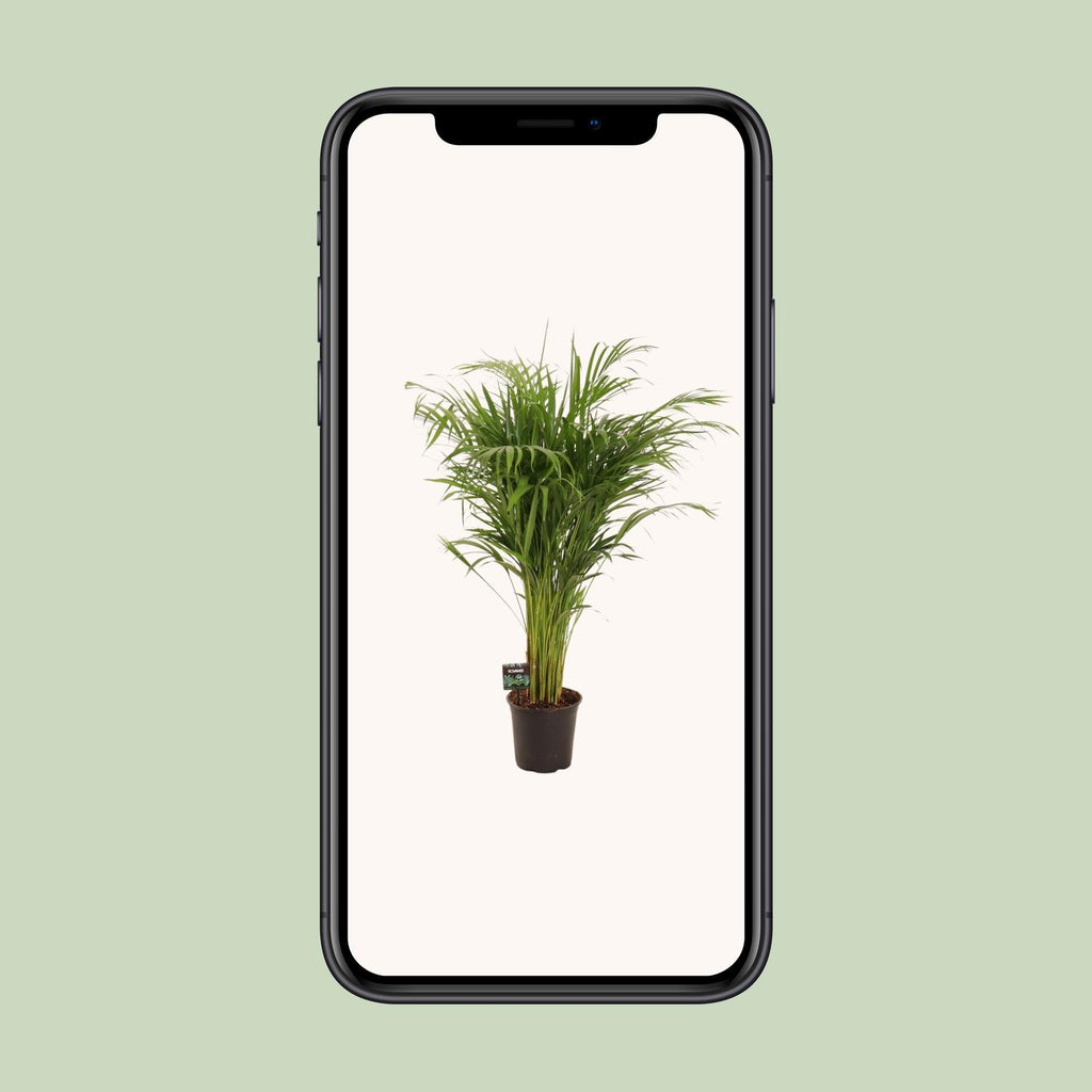 Dypsis lutescens (goudpalm) – Ø21 cm, 110 cm hoog