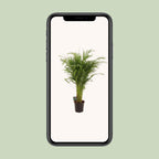 Dypsis lutescens (goudpalm) – Ø21 cm, 110 cm hoog