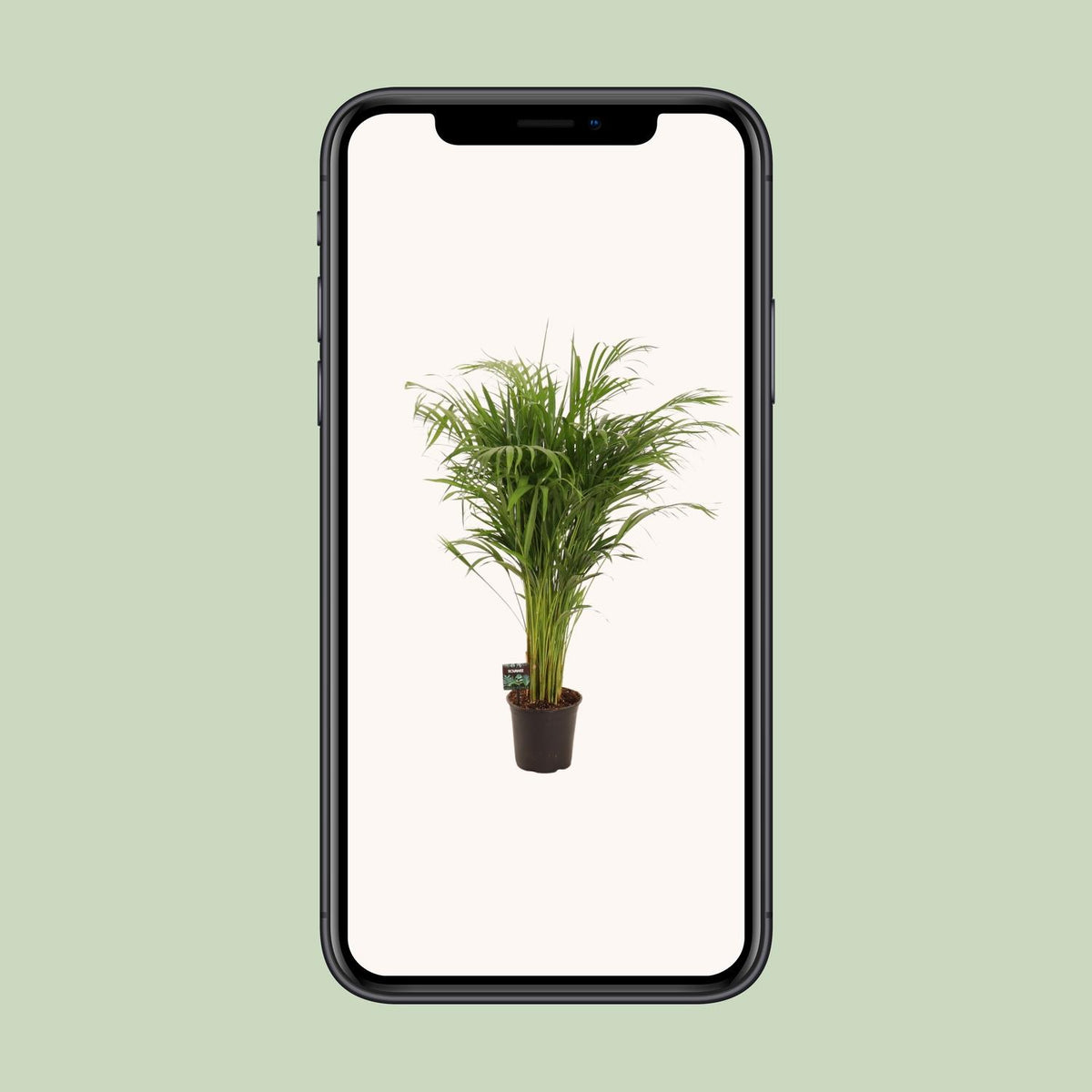 Dypsis lutescens (goudpalm) – Ø21 cm, 110 cm hoog