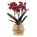 Phalaenopsis 'Chamonix' lilla (orkidé) i Allure prydpotte guld – Ø9 cm, 40 cm høj