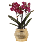 Phalaenopsis 'Chamonix' lilla (orkidé) i Allure prydpotte guld – Ø9 cm, 40 cm høj