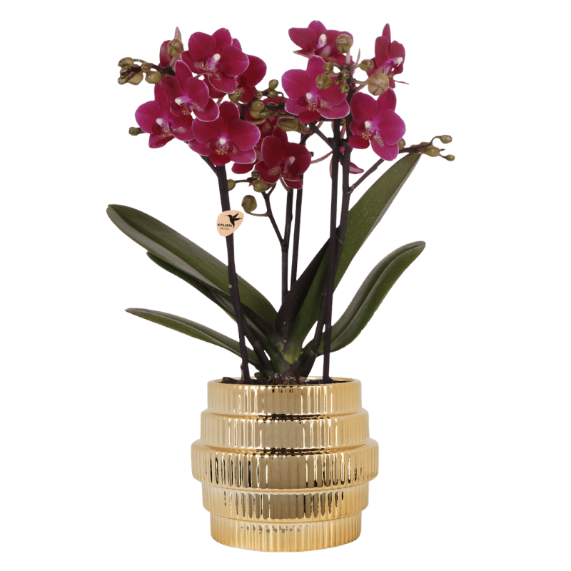 Phalaenopsis 'Chamonix' paars (orchidee) in Allure sierpot goud – Ø9 cm, 40 cm hoog