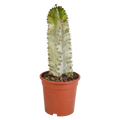 Euphorbia marmorata – Ø17 cm, 40 cm høj
