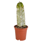 Euphorbia marmorata – Ø17 cm, 40 cm høj