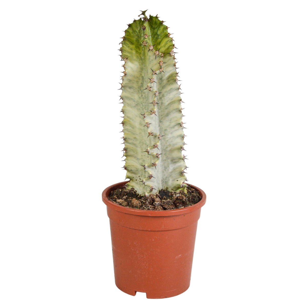Euphorbia marmorata – Ø17 cm, 40 cm hoog