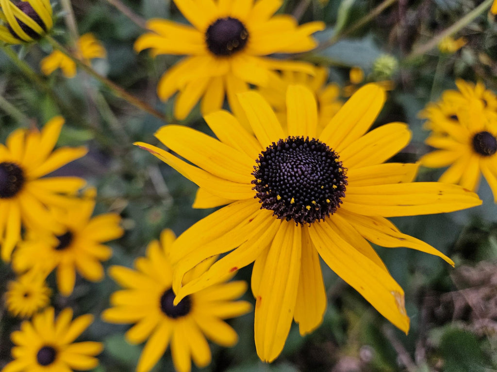 Rudbeckia fulgida 'Goldsturm' (Black-eyed Susan) – 6 plants, Ø9 cm, 10–25 cm tall