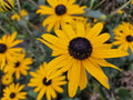 Rudbeckia fulgida 'Goldsturm' (Black-eyed Susan) – 6 plants, Ø9 cm, 10–25 cm tall