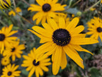 Rudbeckia fulgida 'Goldsturm' (Black-eyed Susan) – 6 plants, Ø9 cm, 10–25 cm tall