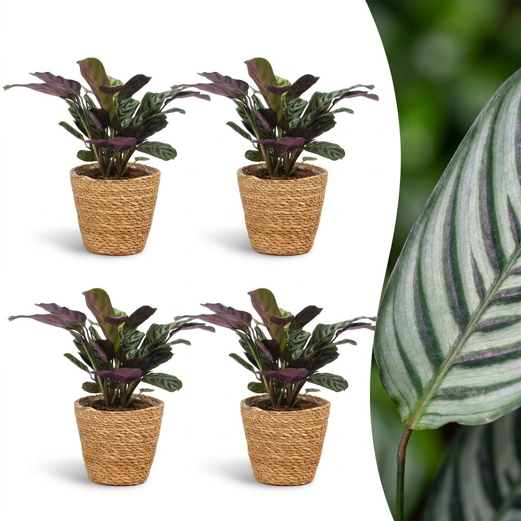 4× Ctenanthe burle-marxii (plante-épi de blé) avec panier – Ø12 cm, 30 cm de haut
