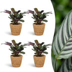 4× Ctenanthe burle-marxii (plante-épi de blé) avec panier – Ø12 cm, 30 cm de haut