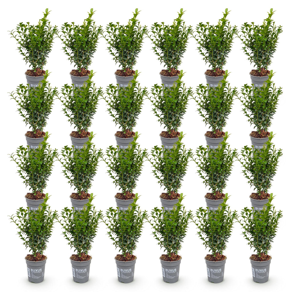 Buxus sempervirens (petit buis) – 24 plants, Ø9 cm, 20–25 cm de haut – photo 2